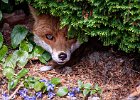 Mike McManus_Socially Distancing Fox.jpg